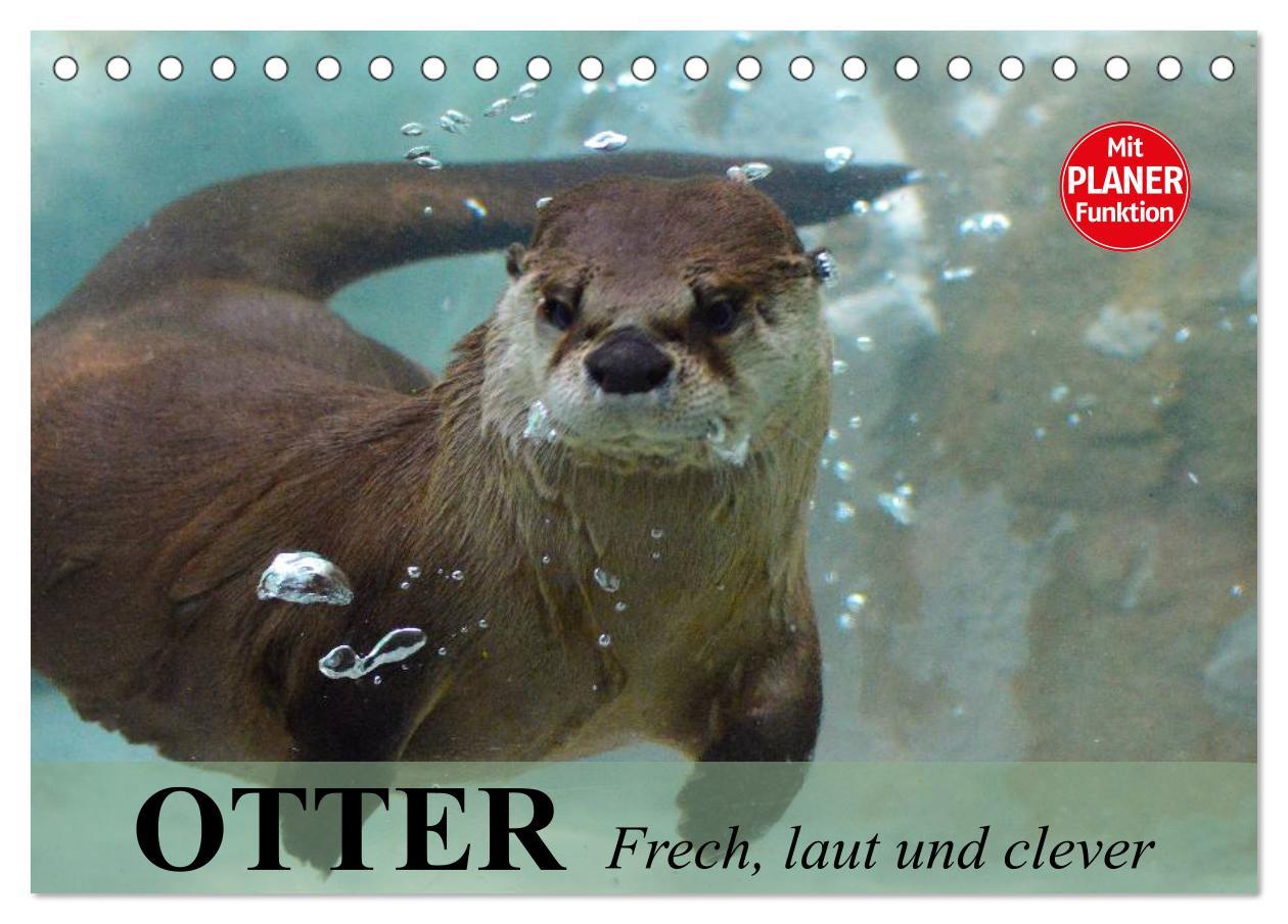 Cover: 9783435548415 | Otter. Frech, laut und clever (Tischkalender 2025 DIN A5 quer),...