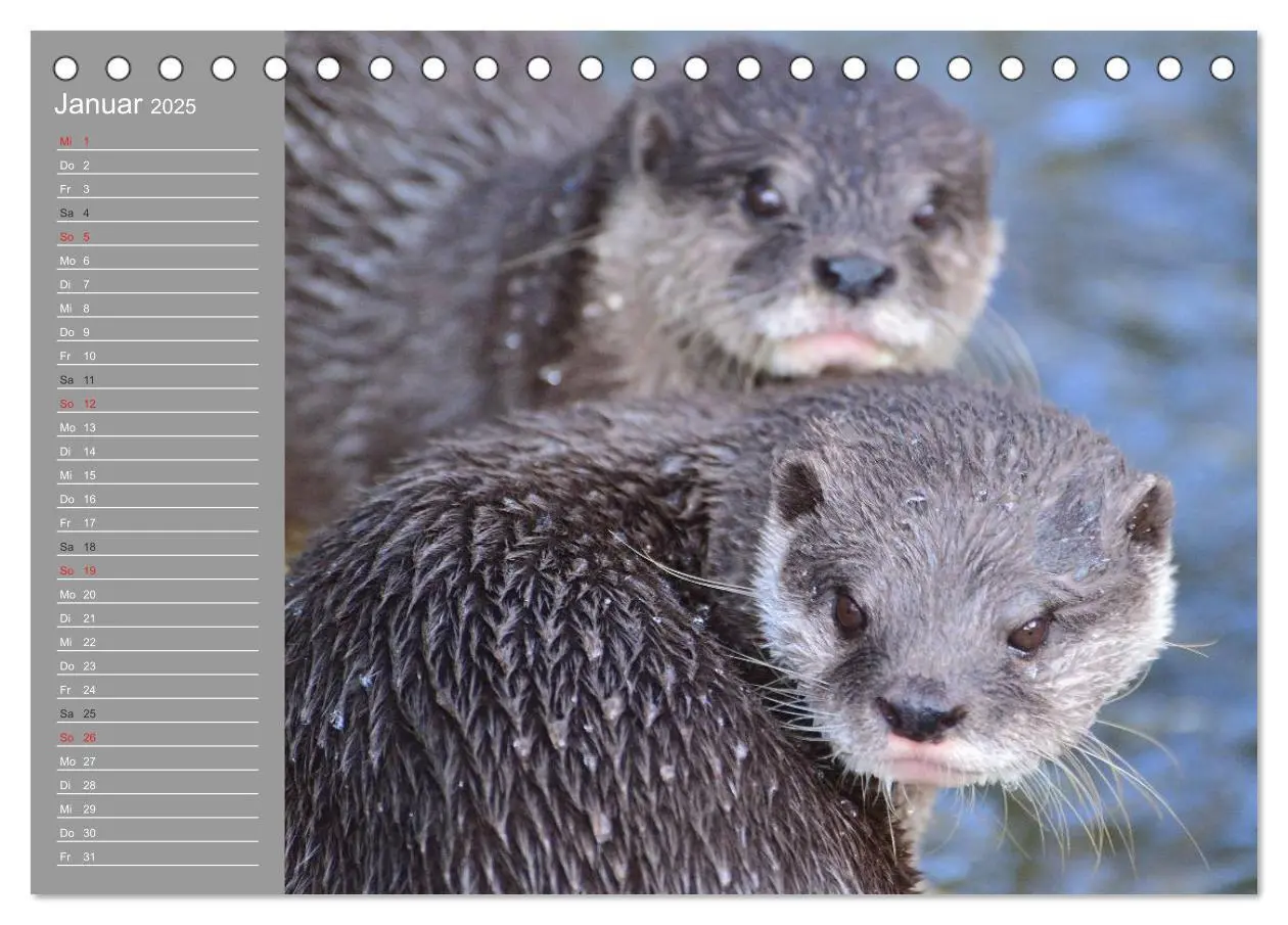 Bild: 9783435548415 | Otter. Frech, laut und clever (Tischkalender 2025 DIN A5 quer),...