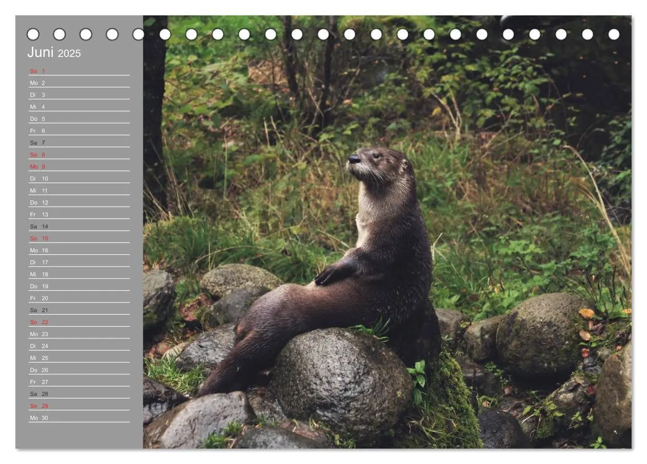 Bild: 9783435548415 | Otter. Frech, laut und clever (Tischkalender 2025 DIN A5 quer),...