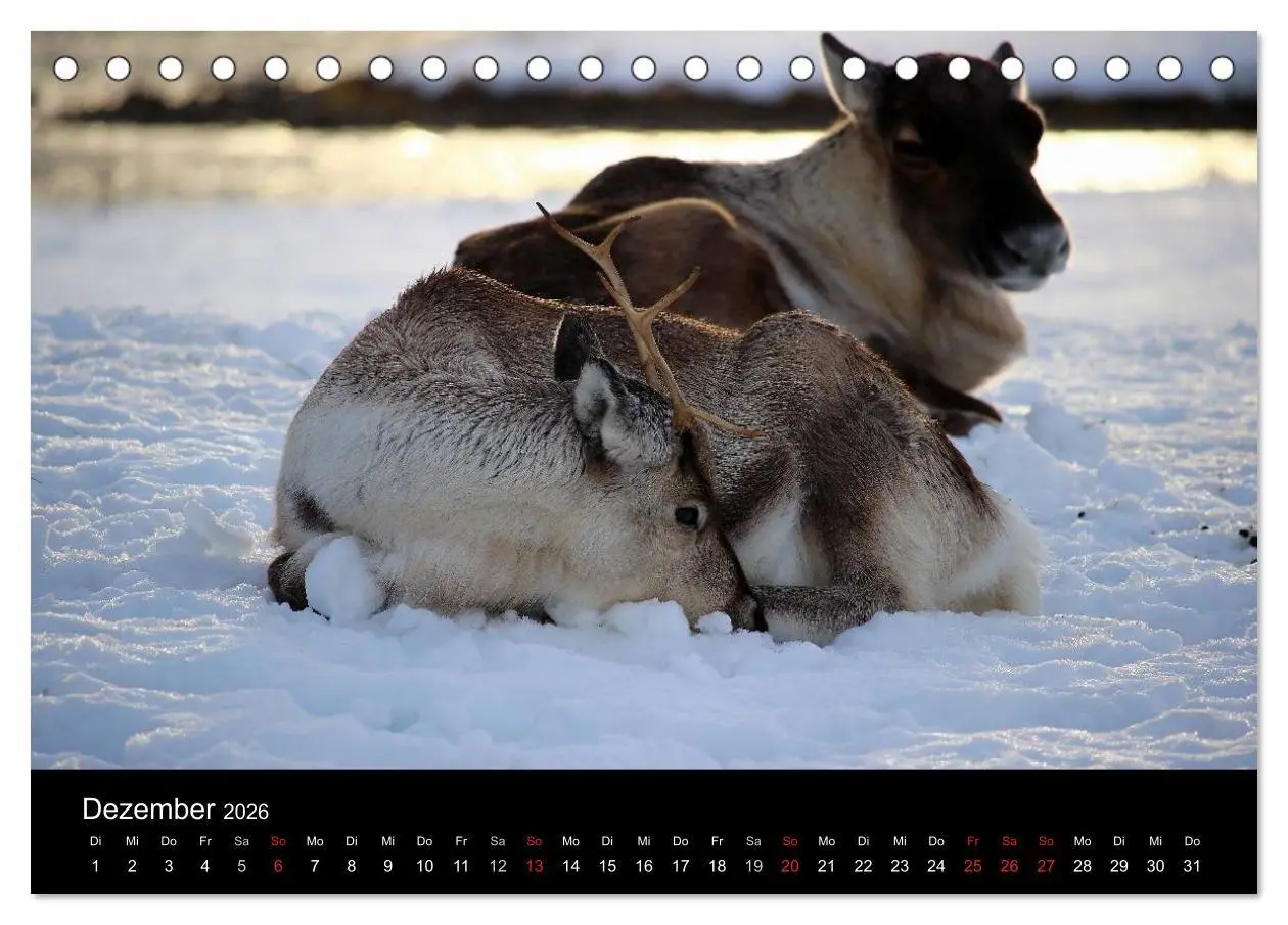 Bild: 9783457948415 | Wintertraum Nordnorwegen (Tischkalender 2026 DIN A5 quer), CALVENDO...