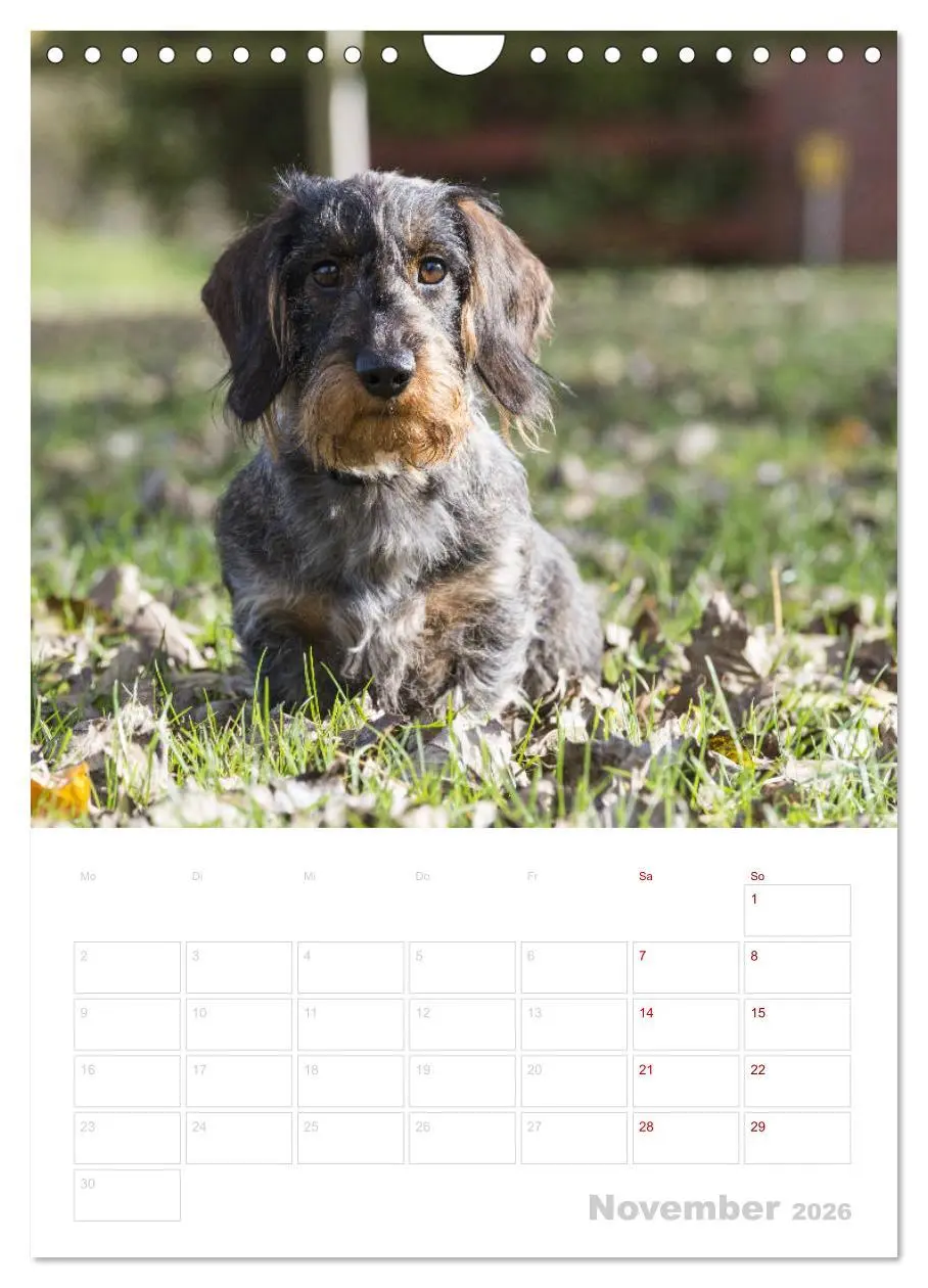 Bild: 9783516408515 | Der Dackel (M)ein treuer Weggefährte (Wandkalender 2026 DIN A4...