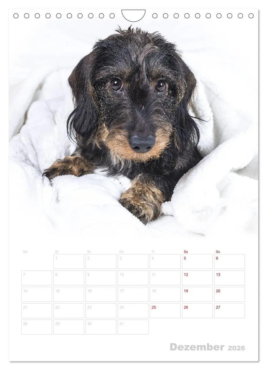 Bild: 9783516408515 | Der Dackel (M)ein treuer Weggefährte (Wandkalender 2026 DIN A4...