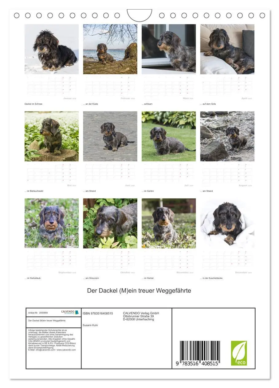 Bild: 9783516408515 | Der Dackel (M)ein treuer Weggefährte (Wandkalender 2026 DIN A4...