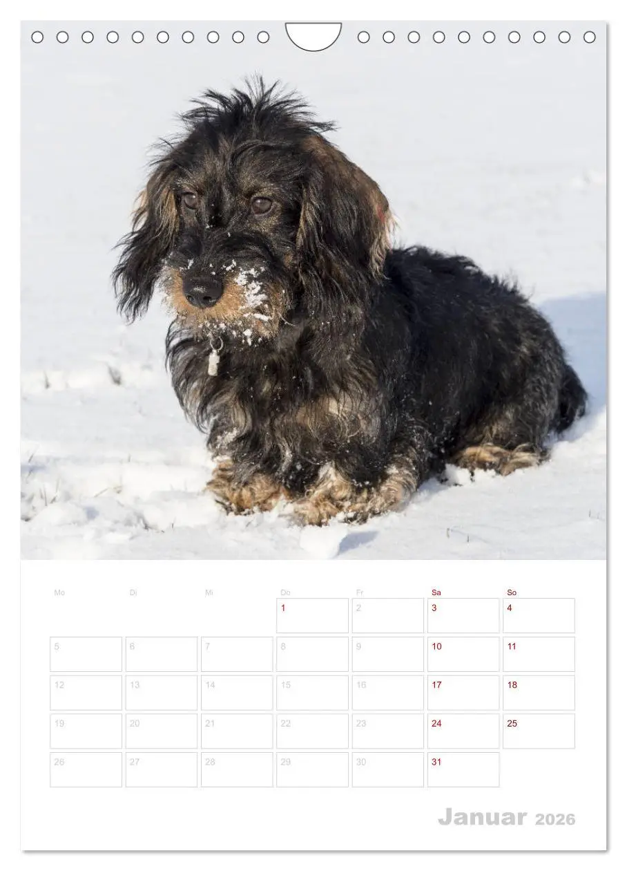 Bild: 9783516408515 | Der Dackel (M)ein treuer Weggefährte (Wandkalender 2026 DIN A4...