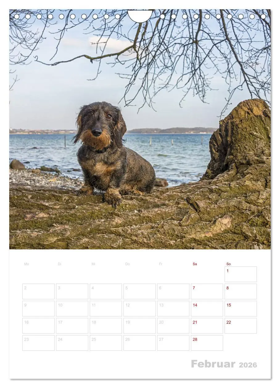 Bild: 9783516408515 | Der Dackel (M)ein treuer Weggefährte (Wandkalender 2026 DIN A4...