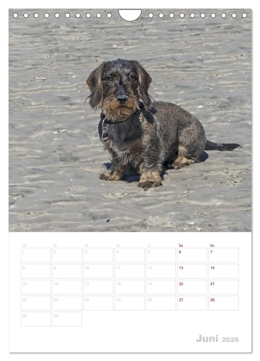 Bild: 9783516408515 | Der Dackel (M)ein treuer Weggefährte (Wandkalender 2026 DIN A4...