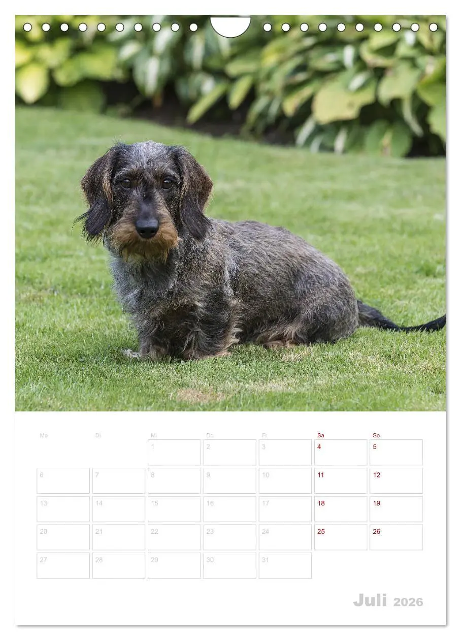 Bild: 9783516408515 | Der Dackel (M)ein treuer Weggefährte (Wandkalender 2026 DIN A4...