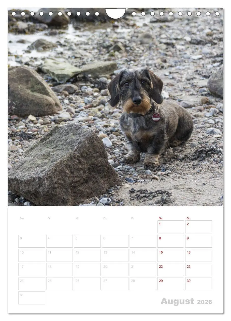 Bild: 9783516408515 | Der Dackel (M)ein treuer Weggefährte (Wandkalender 2026 DIN A4...