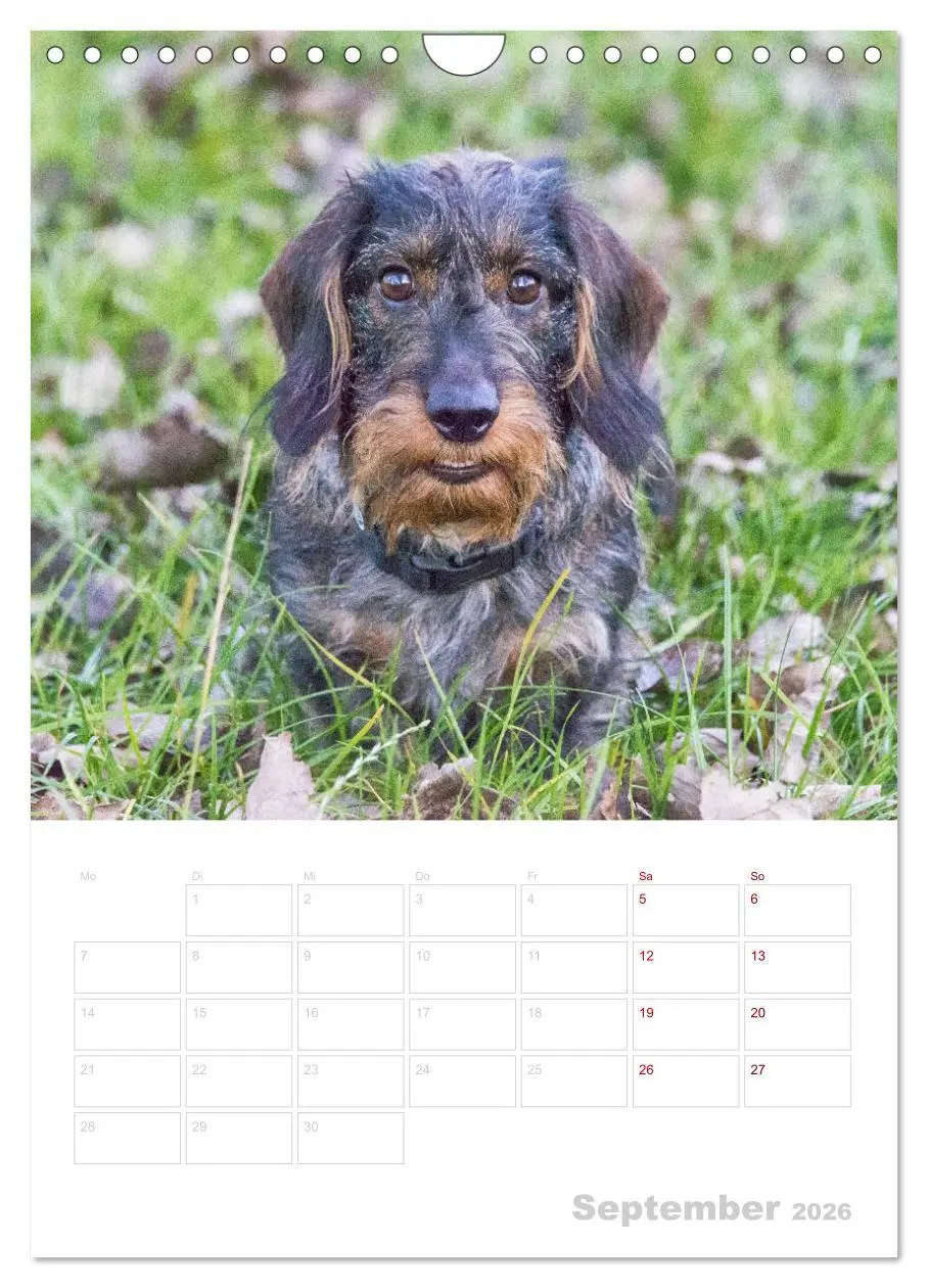 Bild: 9783516408515 | Der Dackel (M)ein treuer Weggefährte (Wandkalender 2026 DIN A4...