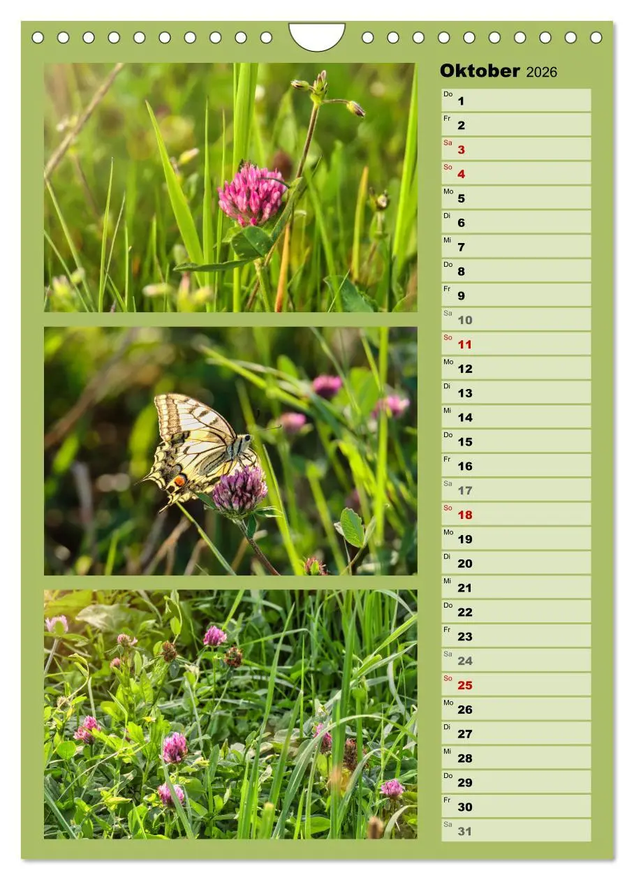 Bild: 9783516258615 | Farbenzauber, bunte Wiesen und bunte Falter (Wandkalender 2026 DIN...