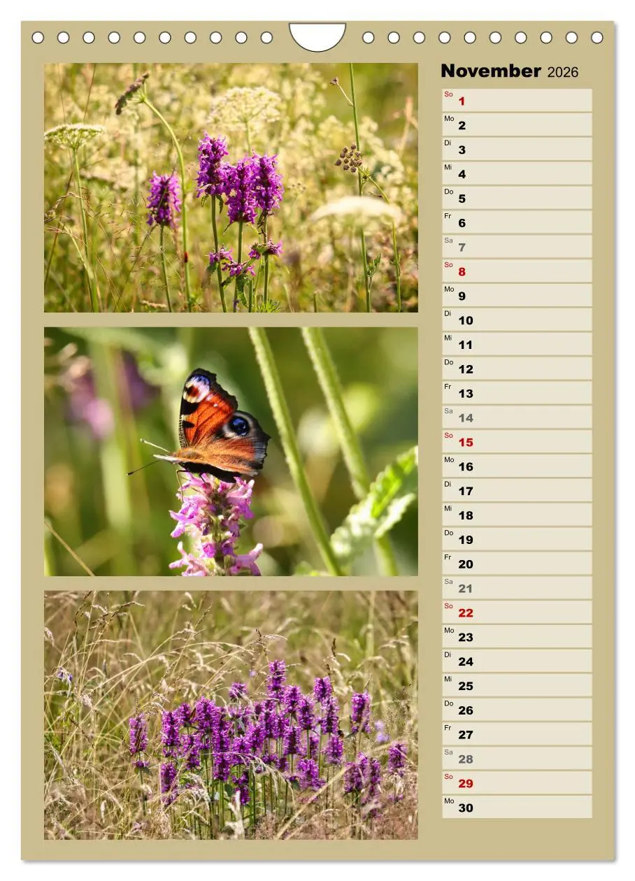 Bild: 9783516258615 | Farbenzauber, bunte Wiesen und bunte Falter (Wandkalender 2026 DIN...