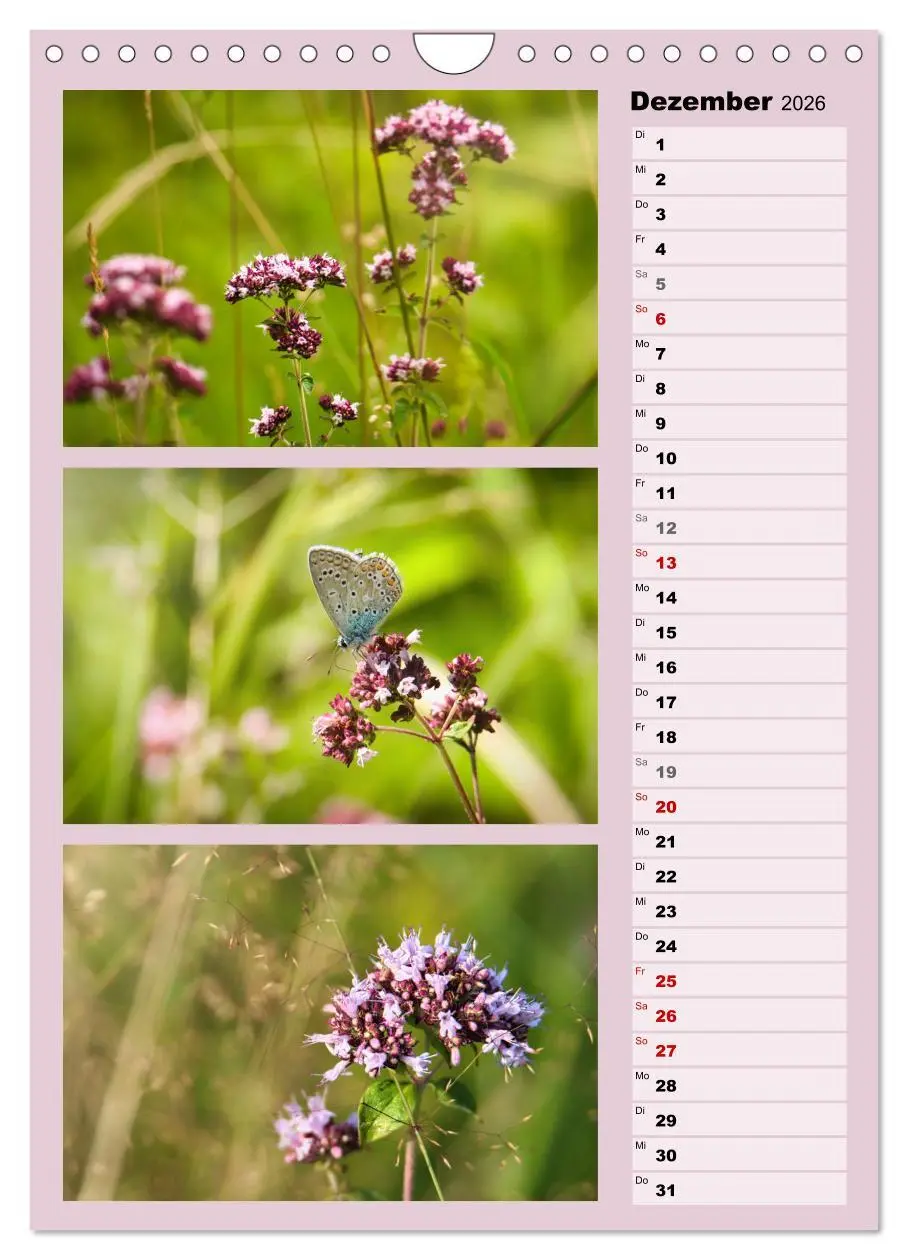 Bild: 9783516258615 | Farbenzauber, bunte Wiesen und bunte Falter (Wandkalender 2026 DIN...
