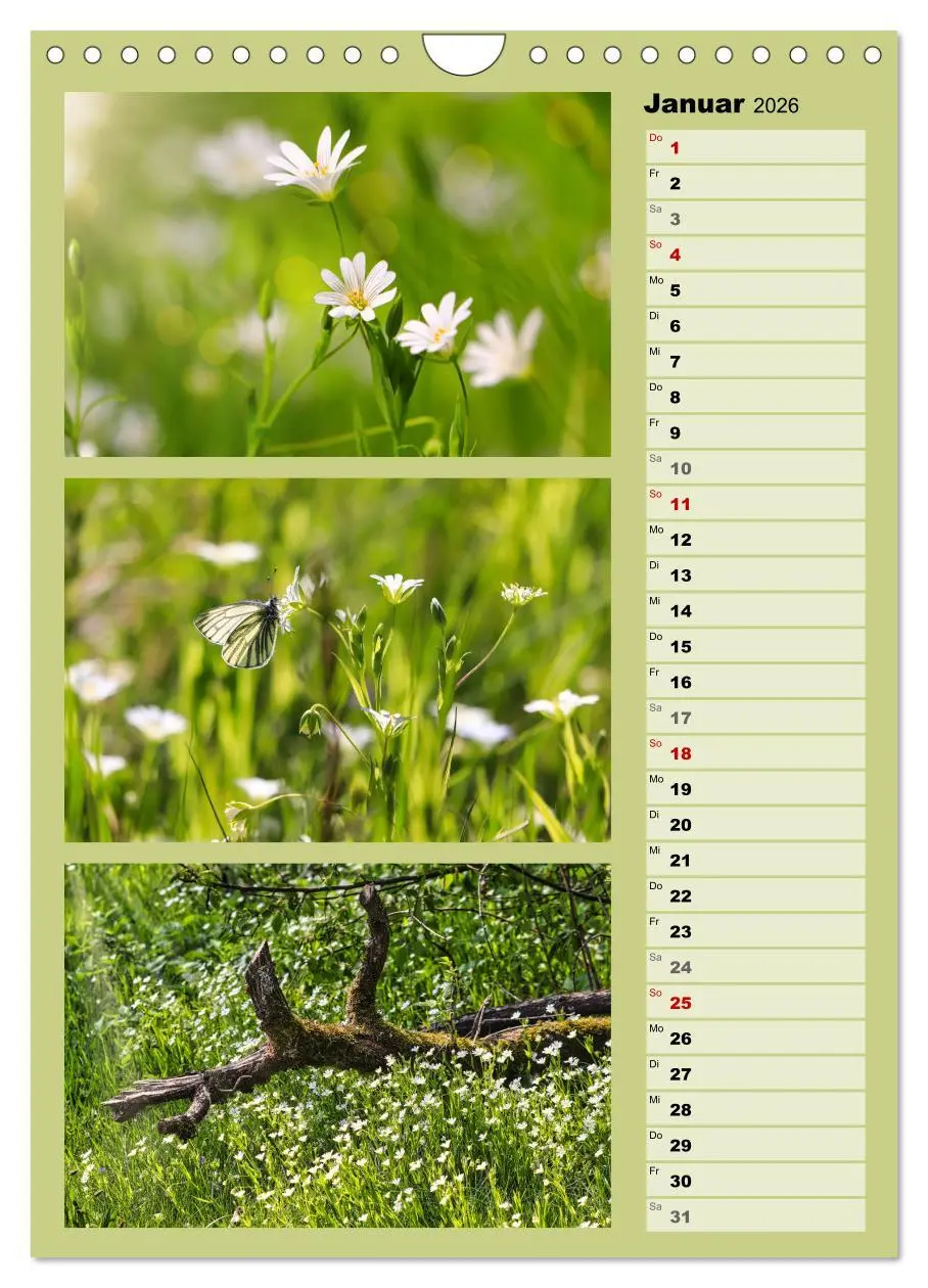 Bild: 9783516258615 | Farbenzauber, bunte Wiesen und bunte Falter (Wandkalender 2026 DIN...