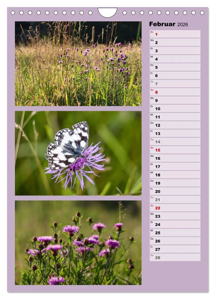 Bild: 9783516258615 | Farbenzauber, bunte Wiesen und bunte Falter (Wandkalender 2026 DIN...