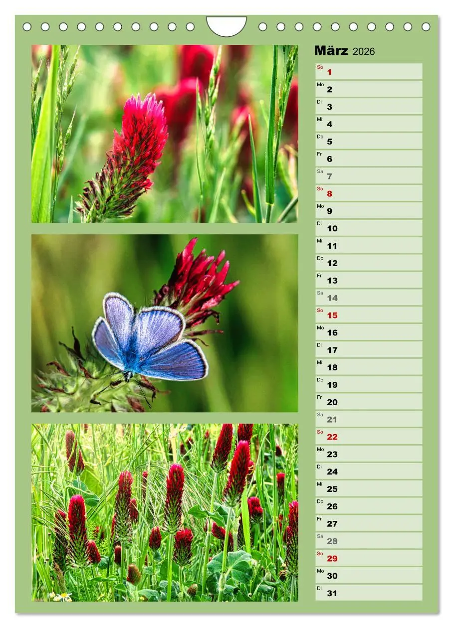 Bild: 9783516258615 | Farbenzauber, bunte Wiesen und bunte Falter (Wandkalender 2026 DIN...