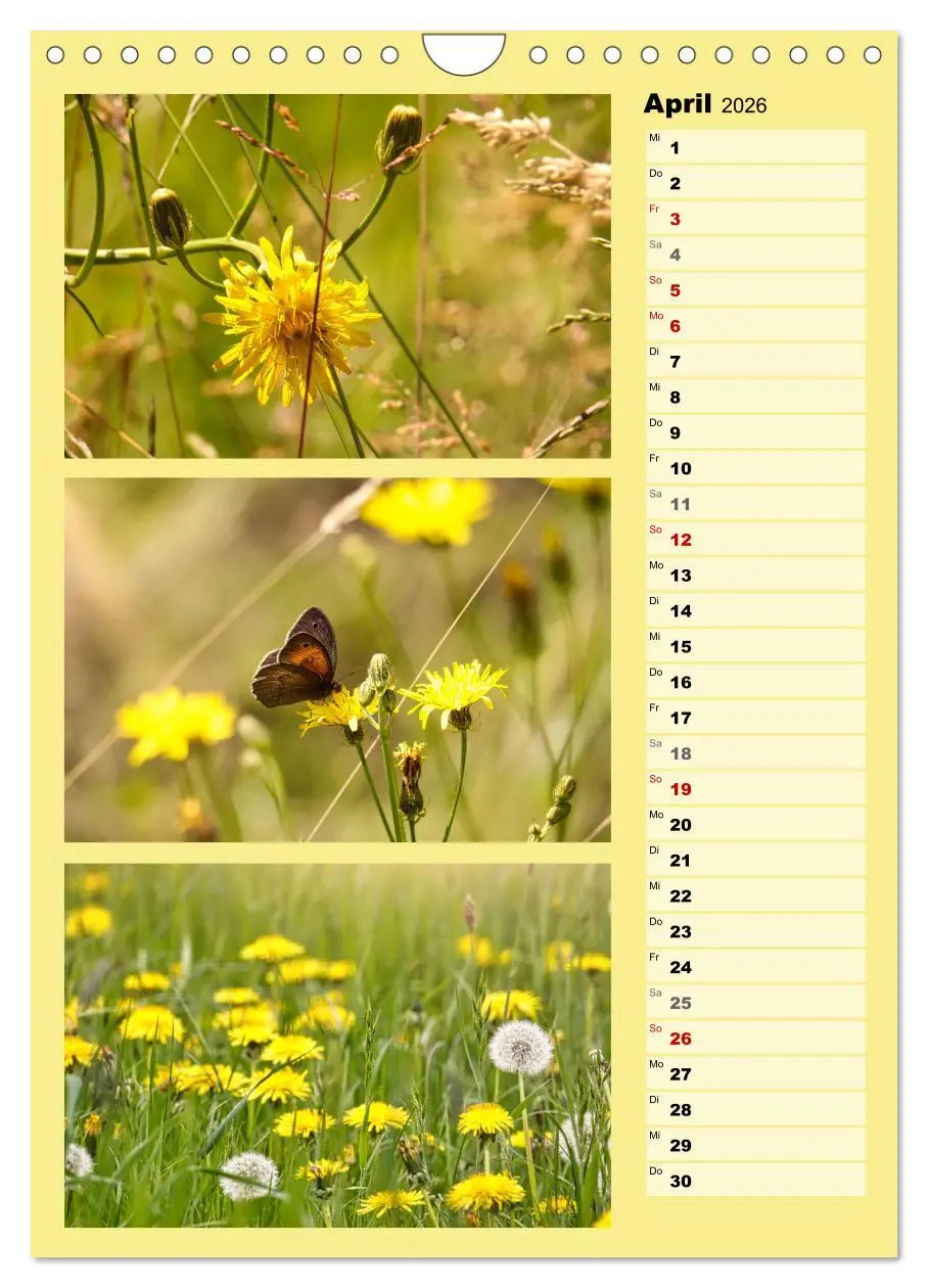 Bild: 9783516258615 | Farbenzauber, bunte Wiesen und bunte Falter (Wandkalender 2026 DIN...