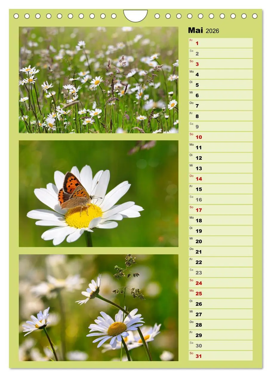 Bild: 9783516258615 | Farbenzauber, bunte Wiesen und bunte Falter (Wandkalender 2026 DIN...