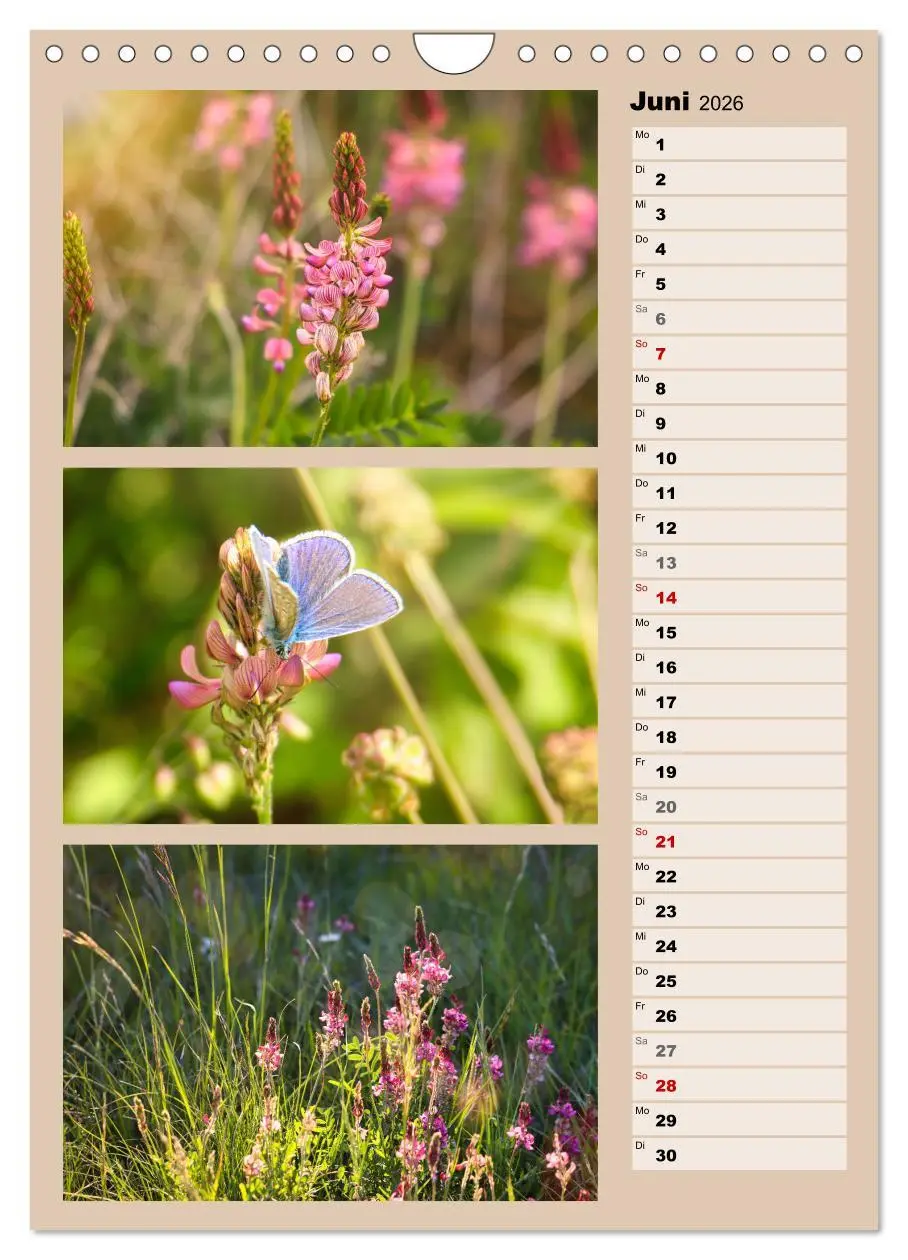 Bild: 9783516258615 | Farbenzauber, bunte Wiesen und bunte Falter (Wandkalender 2026 DIN...