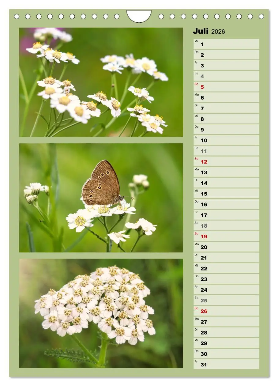 Bild: 9783516258615 | Farbenzauber, bunte Wiesen und bunte Falter (Wandkalender 2026 DIN...