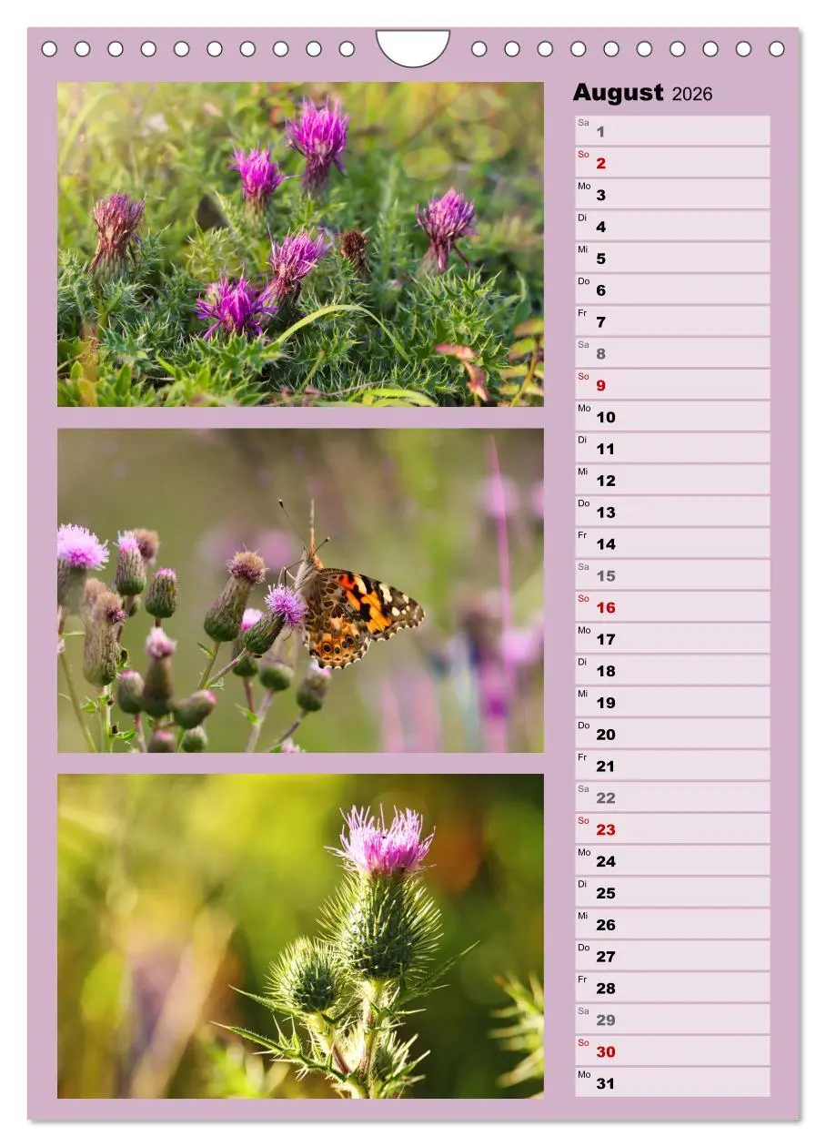 Bild: 9783516258615 | Farbenzauber, bunte Wiesen und bunte Falter (Wandkalender 2026 DIN...