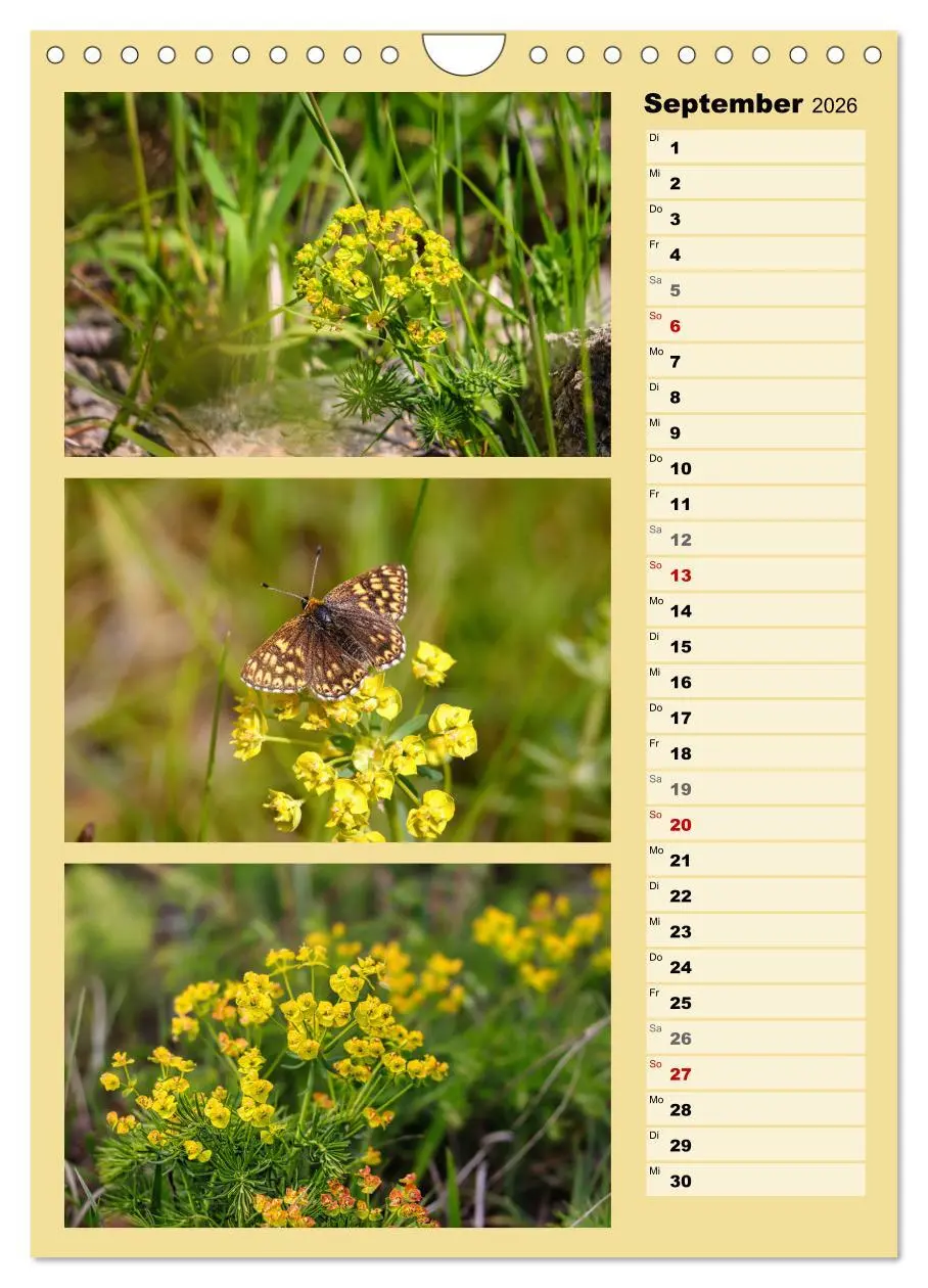 Bild: 9783516258615 | Farbenzauber, bunte Wiesen und bunte Falter (Wandkalender 2026 DIN...
