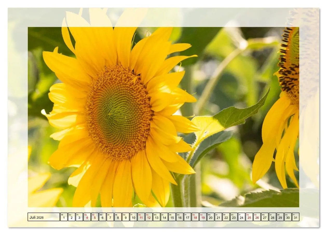 Bild: 9783516638615 | Jeden Monat in der Natur (hochwertiger Premium Wandkalender 2026...