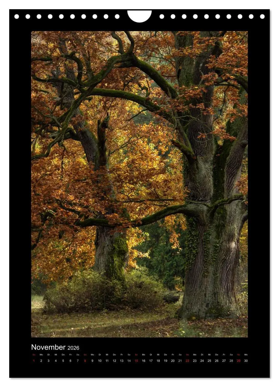 Bild: 9783516488715 | Mythos Baum / 2026 (Wandkalender 2026 DIN A4 hoch), CALVENDO...