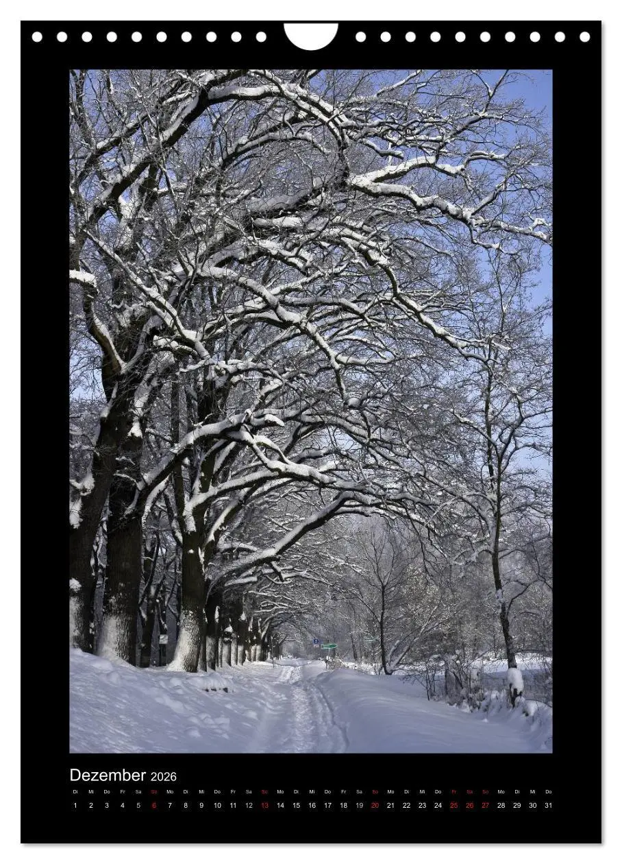 Bild: 9783516488715 | Mythos Baum / 2026 (Wandkalender 2026 DIN A4 hoch), CALVENDO...