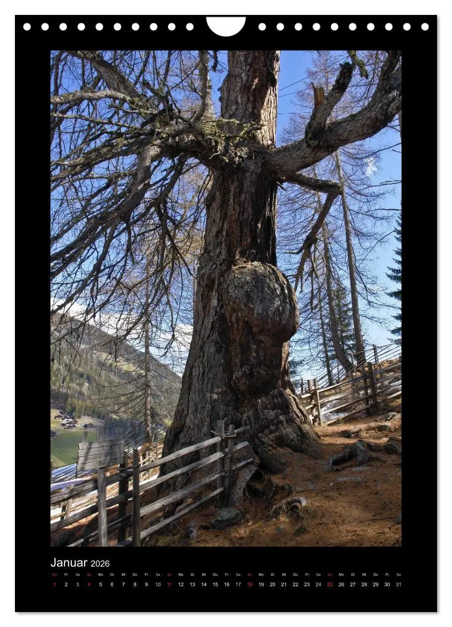 Bild: 9783516488715 | Mythos Baum / 2026 (Wandkalender 2026 DIN A4 hoch), CALVENDO...