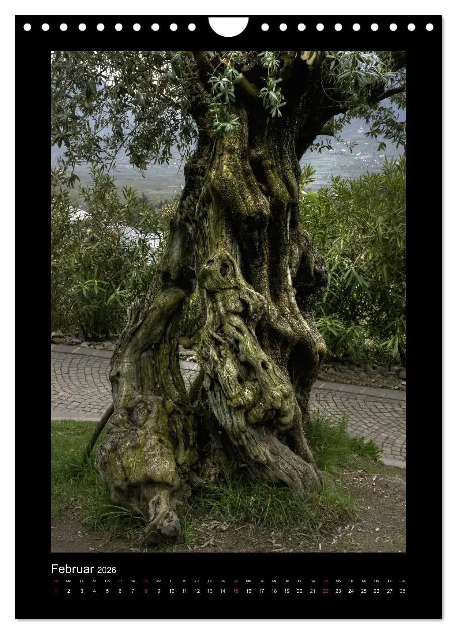 Bild: 9783516488715 | Mythos Baum / 2026 (Wandkalender 2026 DIN A4 hoch), CALVENDO...