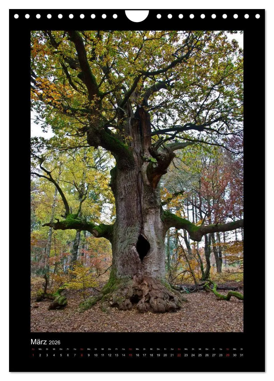 Bild: 9783516488715 | Mythos Baum / 2026 (Wandkalender 2026 DIN A4 hoch), CALVENDO...