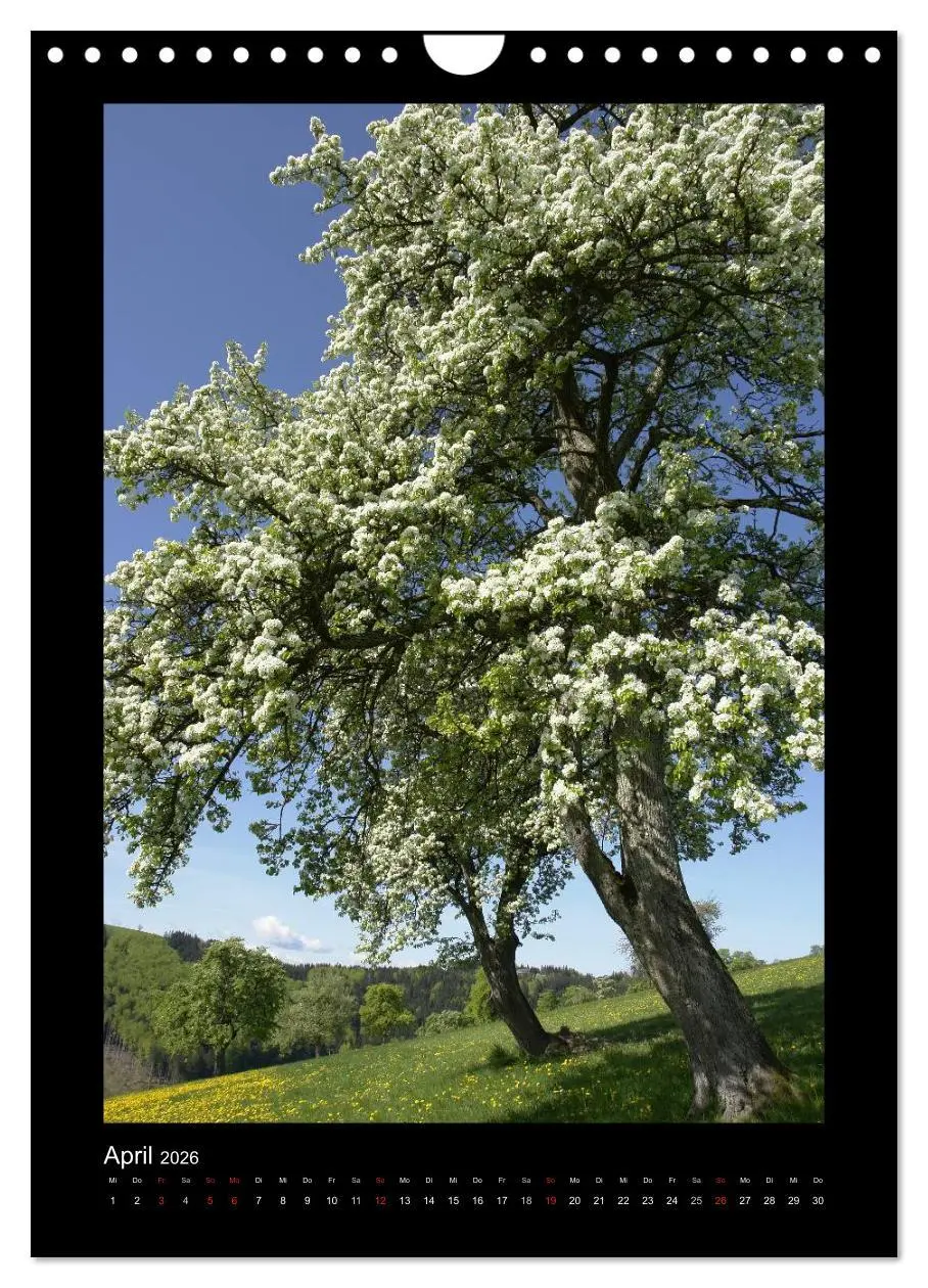 Bild: 9783516488715 | Mythos Baum / 2026 (Wandkalender 2026 DIN A4 hoch), CALVENDO...