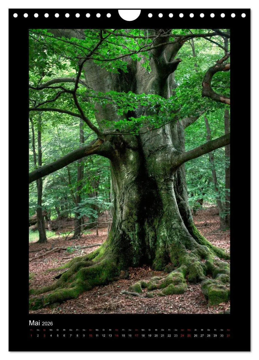 Bild: 9783516488715 | Mythos Baum / 2026 (Wandkalender 2026 DIN A4 hoch), CALVENDO...