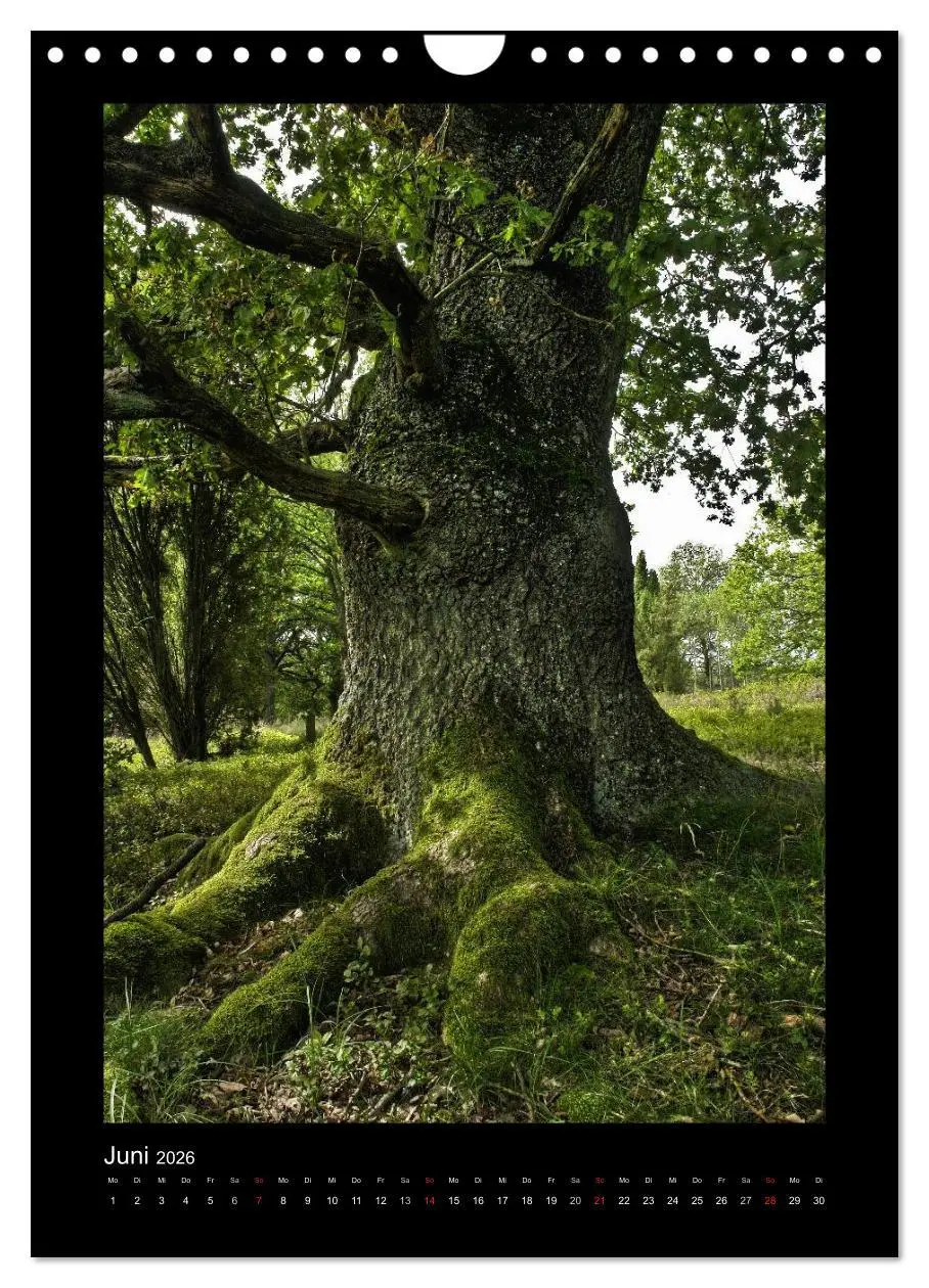 Bild: 9783516488715 | Mythos Baum / 2026 (Wandkalender 2026 DIN A4 hoch), CALVENDO...