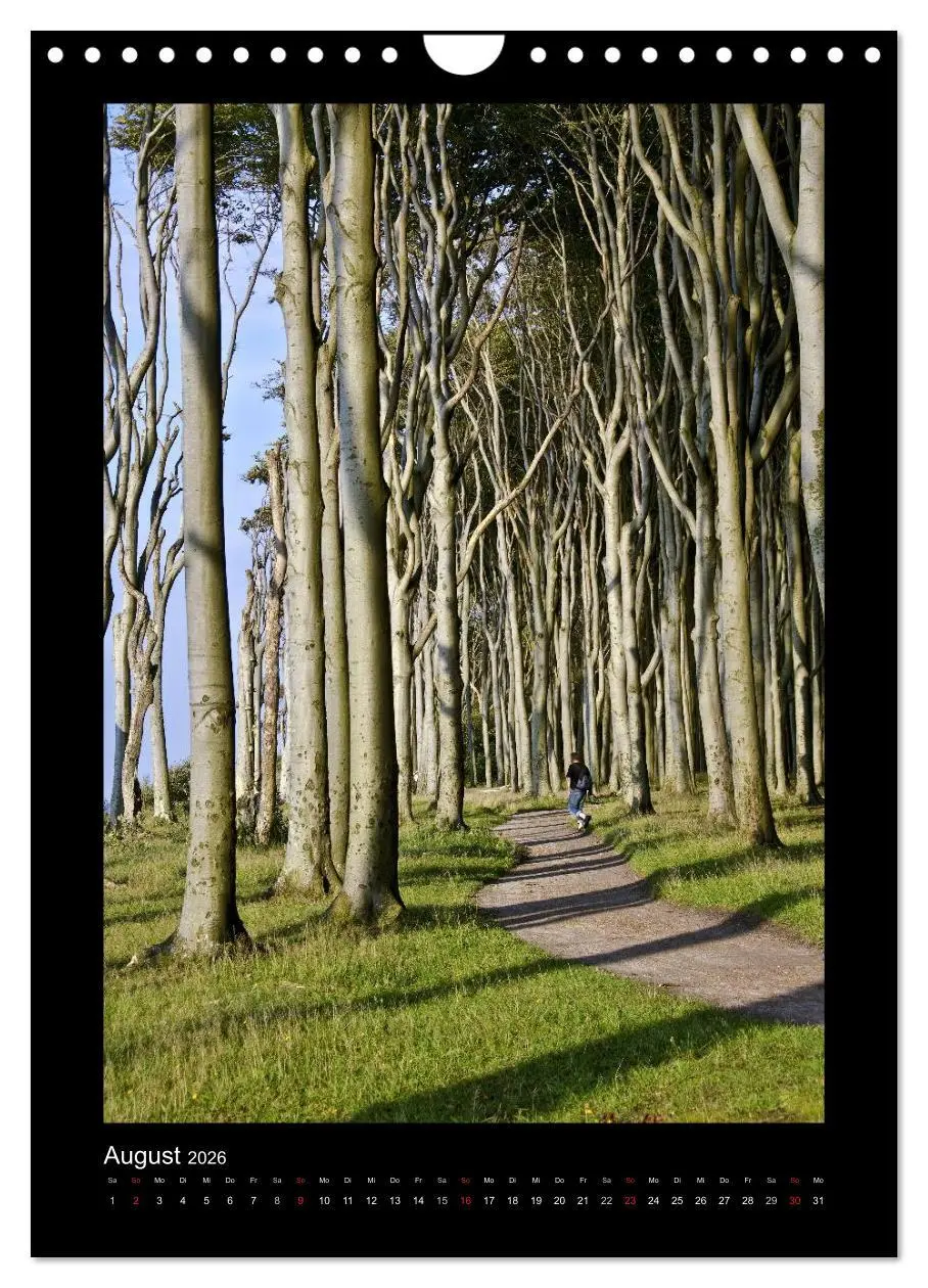 Bild: 9783516488715 | Mythos Baum / 2026 (Wandkalender 2026 DIN A4 hoch), CALVENDO...