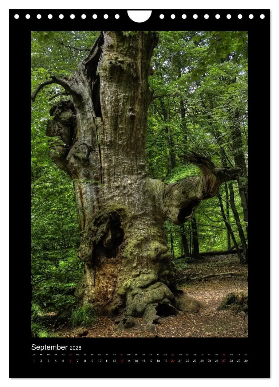 Bild: 9783516488715 | Mythos Baum / 2026 (Wandkalender 2026 DIN A4 hoch), CALVENDO...