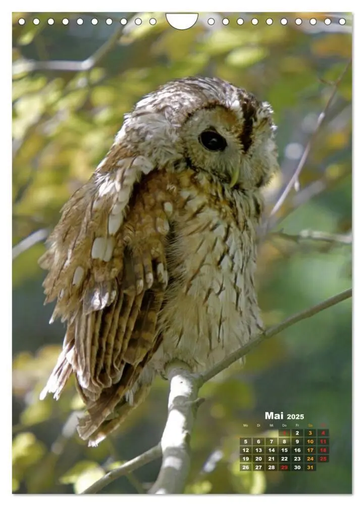 Bild: 9783457068915 | Eulen (Wandkalender 2025 DIN A4 hoch), CALVENDO Monatskalender | 2025