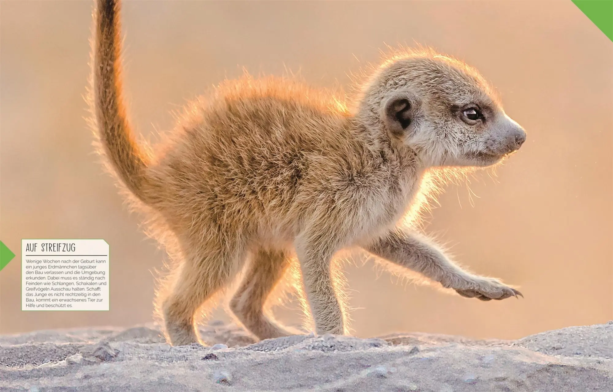 Bild: 9783831048915 | Tierkinder der Wildnis | DK Verlag - Kids | Buch | 160 S. | Deutsch