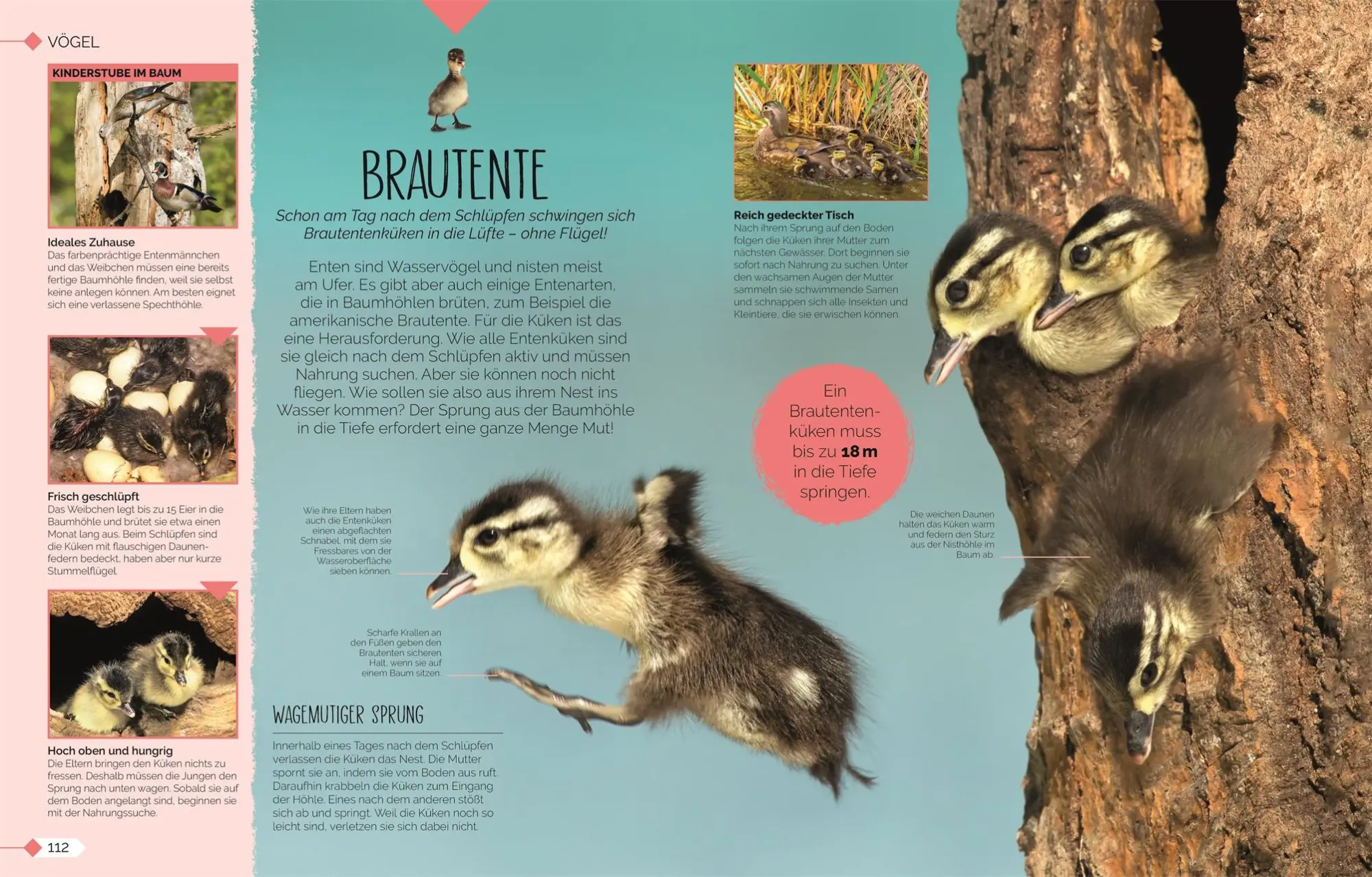 Bild: 9783831048915 | Tierkinder der Wildnis | DK Verlag - Kids | Buch | 160 S. | Deutsch