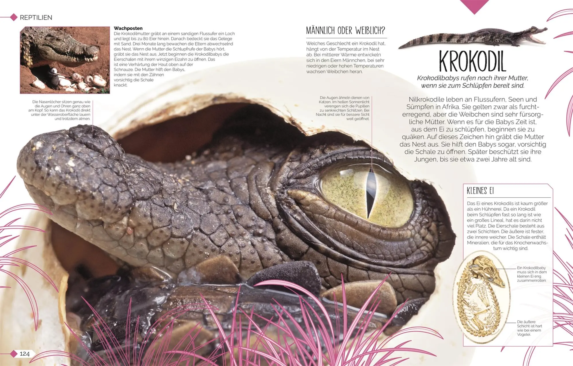 Bild: 9783831048915 | Tierkinder der Wildnis | DK Verlag - Kids | Buch | 160 S. | Deutsch