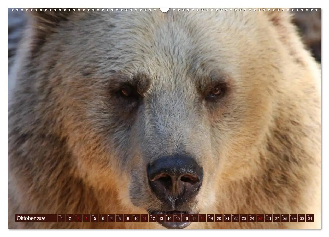 Bild: 9783516109115 | Bären (hochwertiger Premium Wandkalender 2026 DIN A2 quer),...