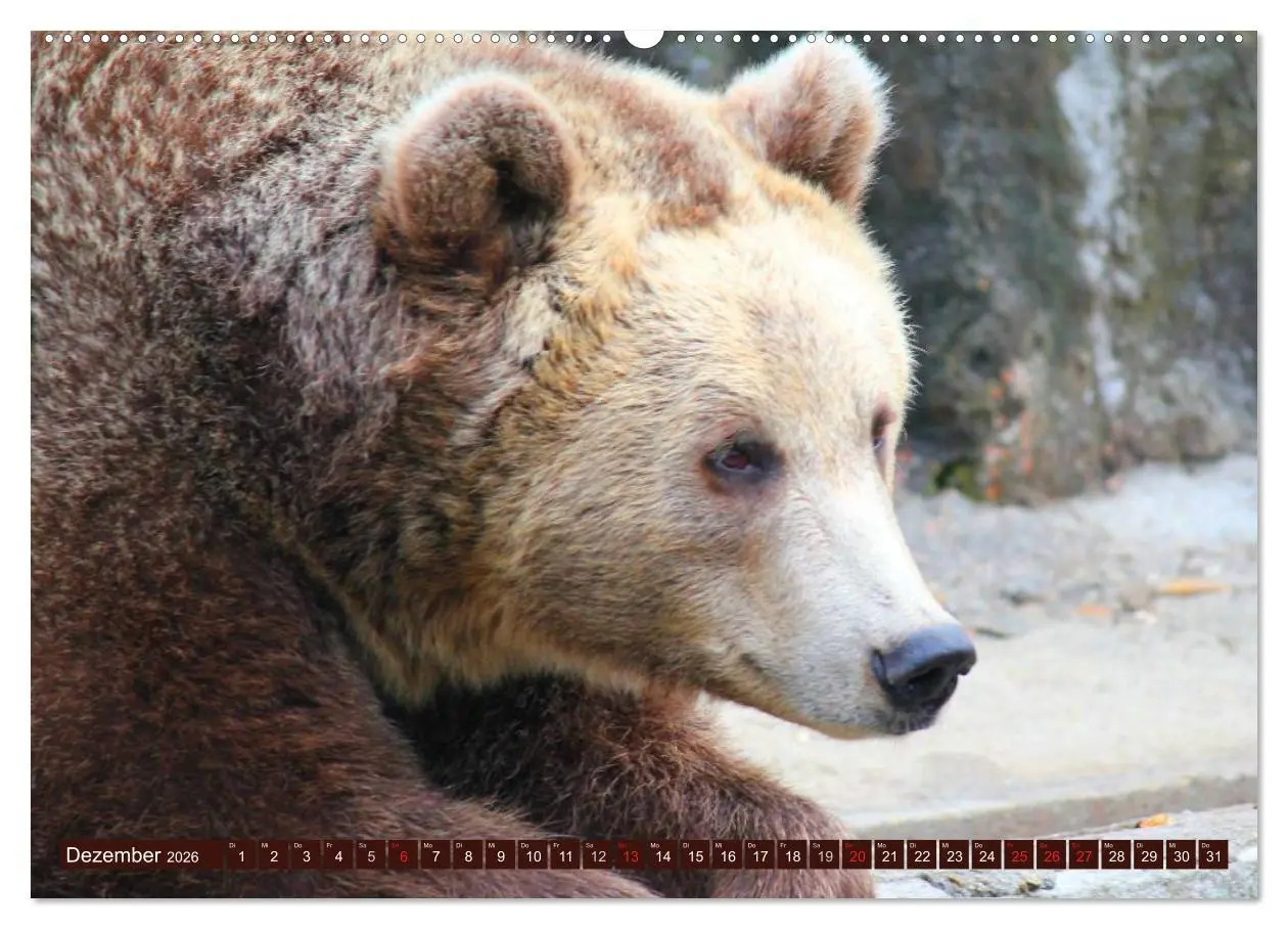 Bild: 9783516109115 | Bären (hochwertiger Premium Wandkalender 2026 DIN A2 quer),...