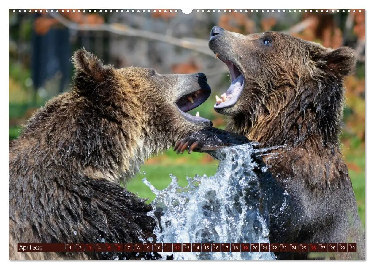 Bild: 9783516109115 | Bären (hochwertiger Premium Wandkalender 2026 DIN A2 quer),...