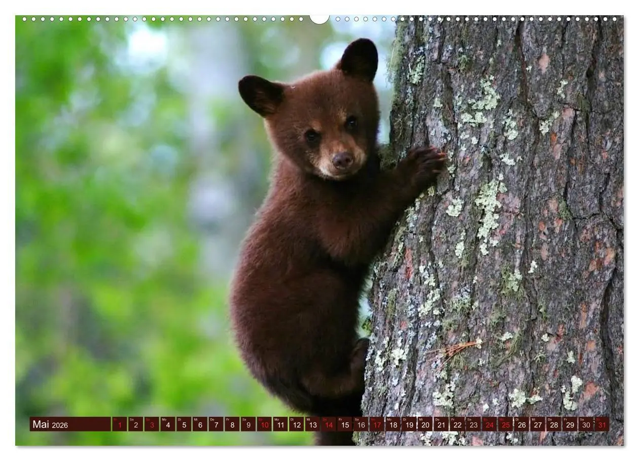 Bild: 9783516109115 | Bären (hochwertiger Premium Wandkalender 2026 DIN A2 quer),...