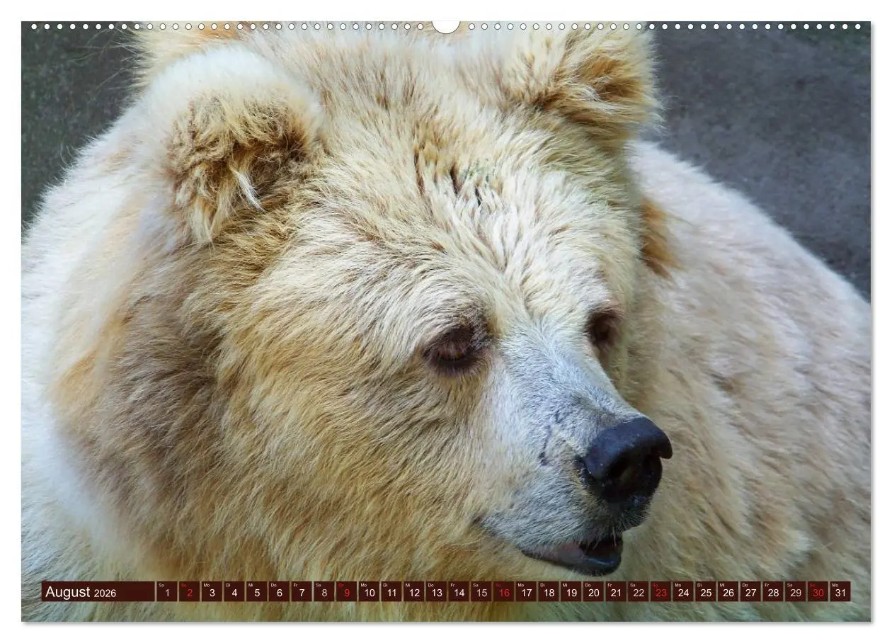 Bild: 9783516109115 | Bären (hochwertiger Premium Wandkalender 2026 DIN A2 quer),...
