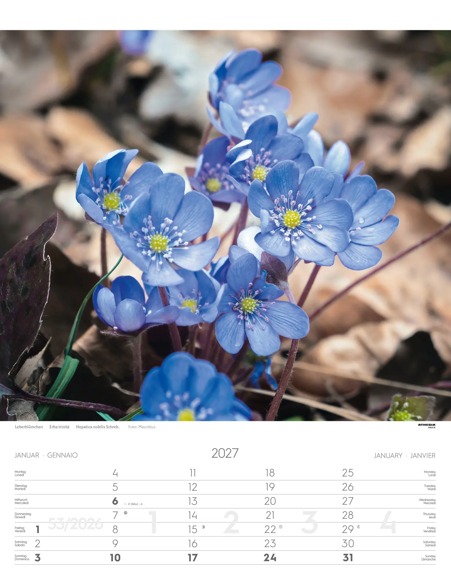 Bild: 9788868399115 | Alpenblumen Kalender 2027 | Fiori alpini - Alpine flowers | Verlag