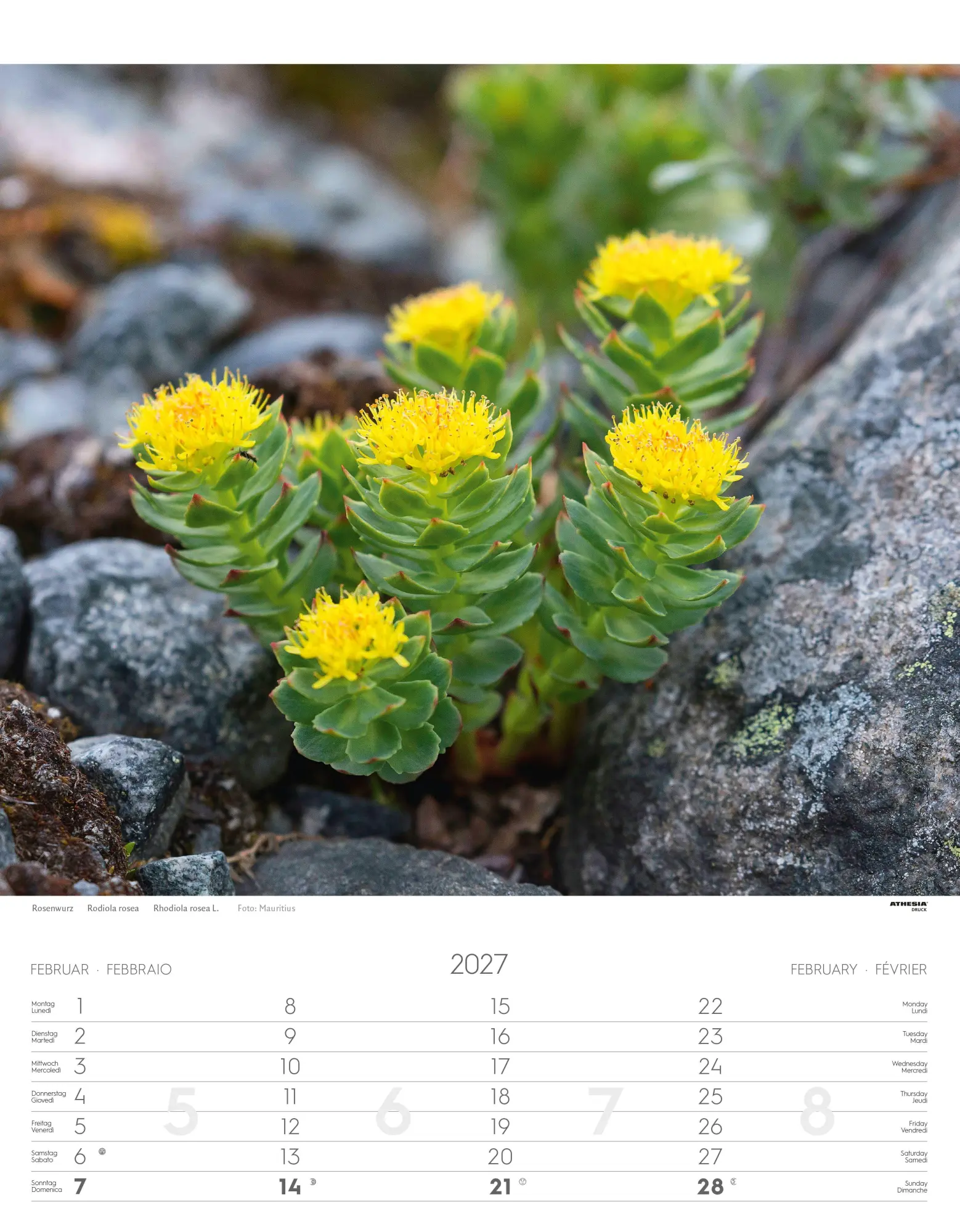 Bild: 9788868399115 | Alpenblumen Kalender 2027 | Fiori alpini - Alpine flowers | Verlag