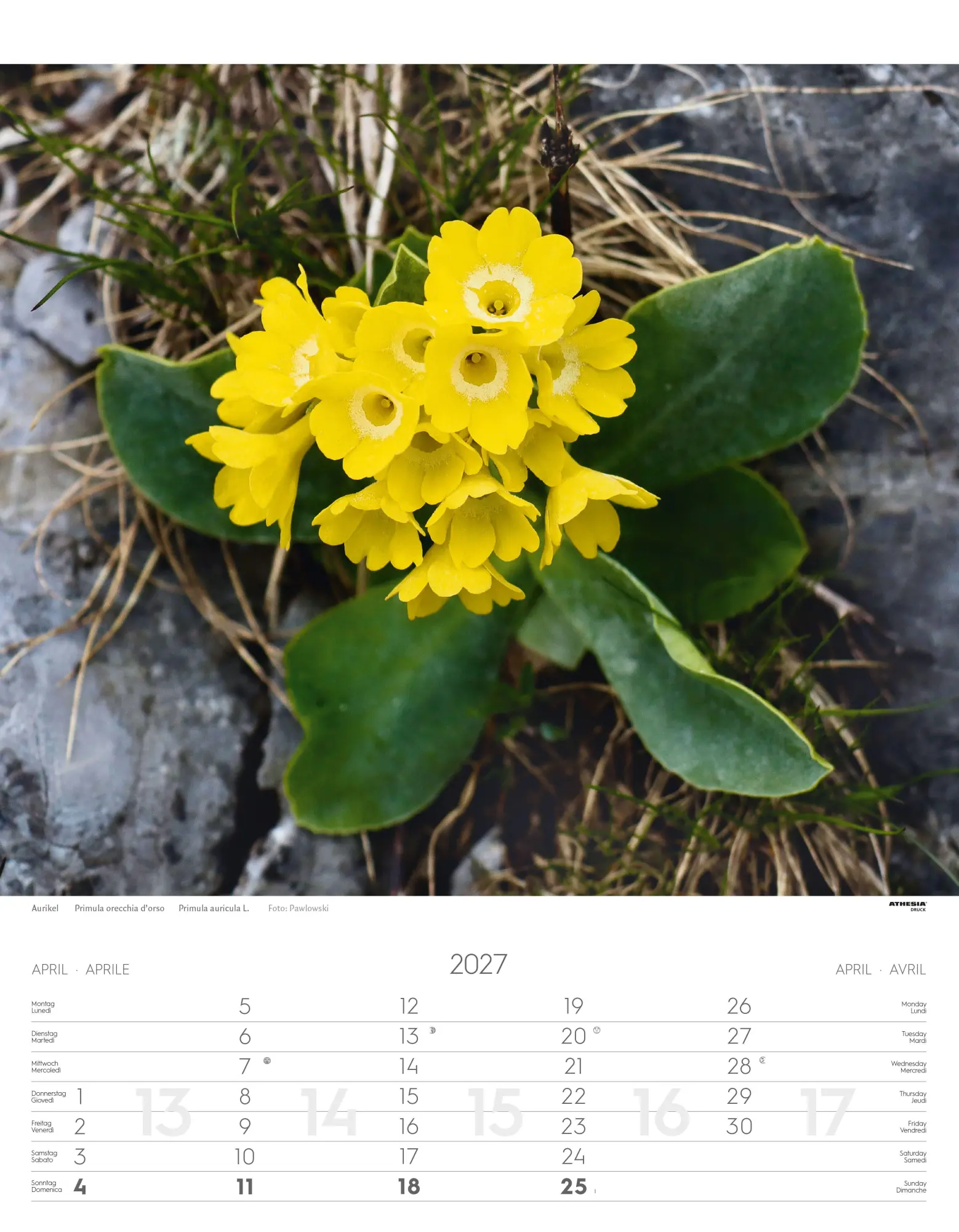 Bild: 9788868399115 | Alpenblumen Kalender 2027 | Fiori alpini - Alpine flowers | Verlag
