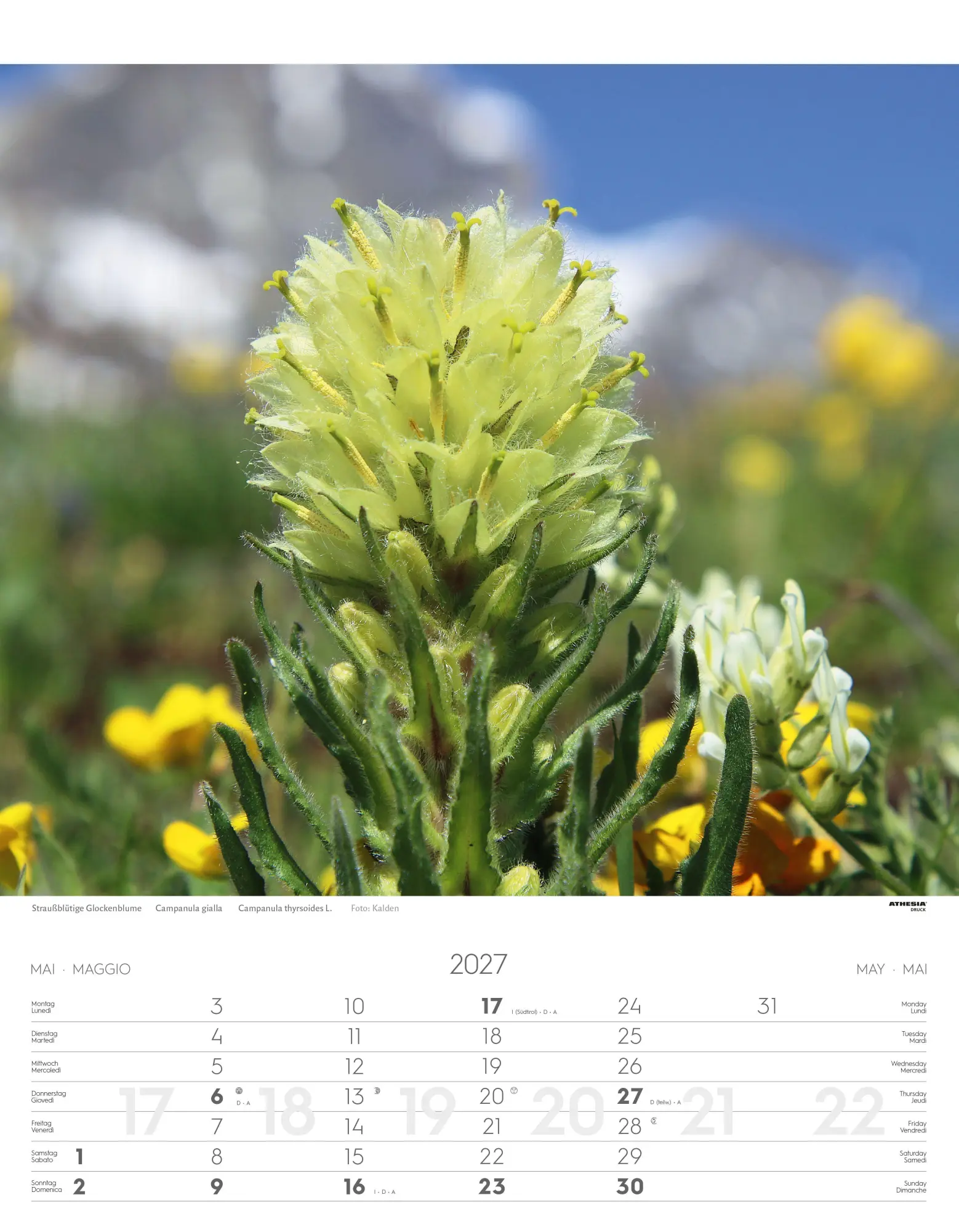 Bild: 9788868399115 | Alpenblumen Kalender 2027 | Fiori alpini - Alpine flowers | Verlag