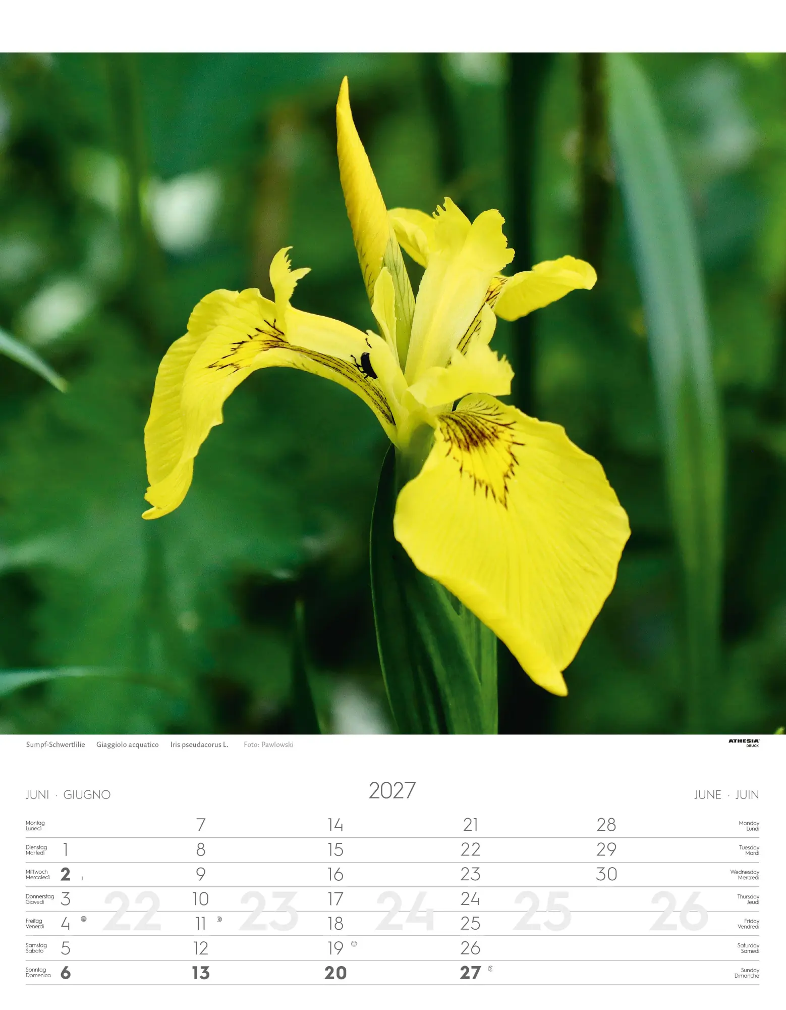 Bild: 9788868399115 | Alpenblumen Kalender 2027 | Fiori alpini - Alpine flowers | Verlag